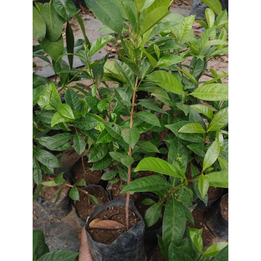 

Seledri, jeruk purut, daun salam