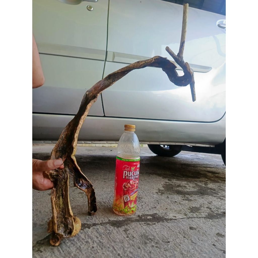 bahan dongkelan wahong gunung ful posil unik