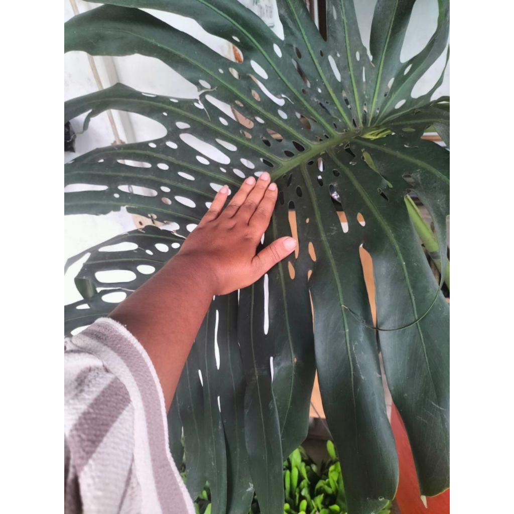 Tanaman Hias Monstera king jumbo