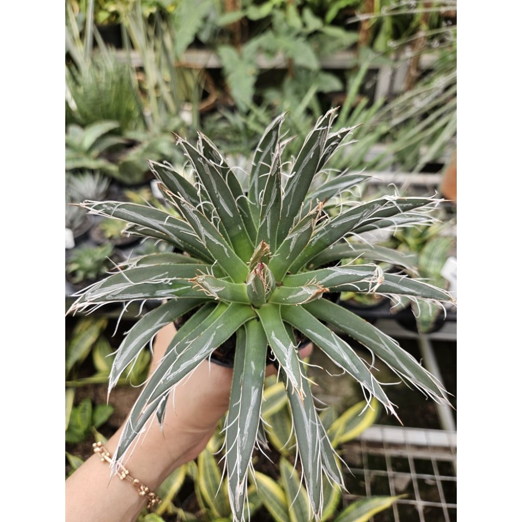 Agave Fillifera / Tanaman Hias Agave