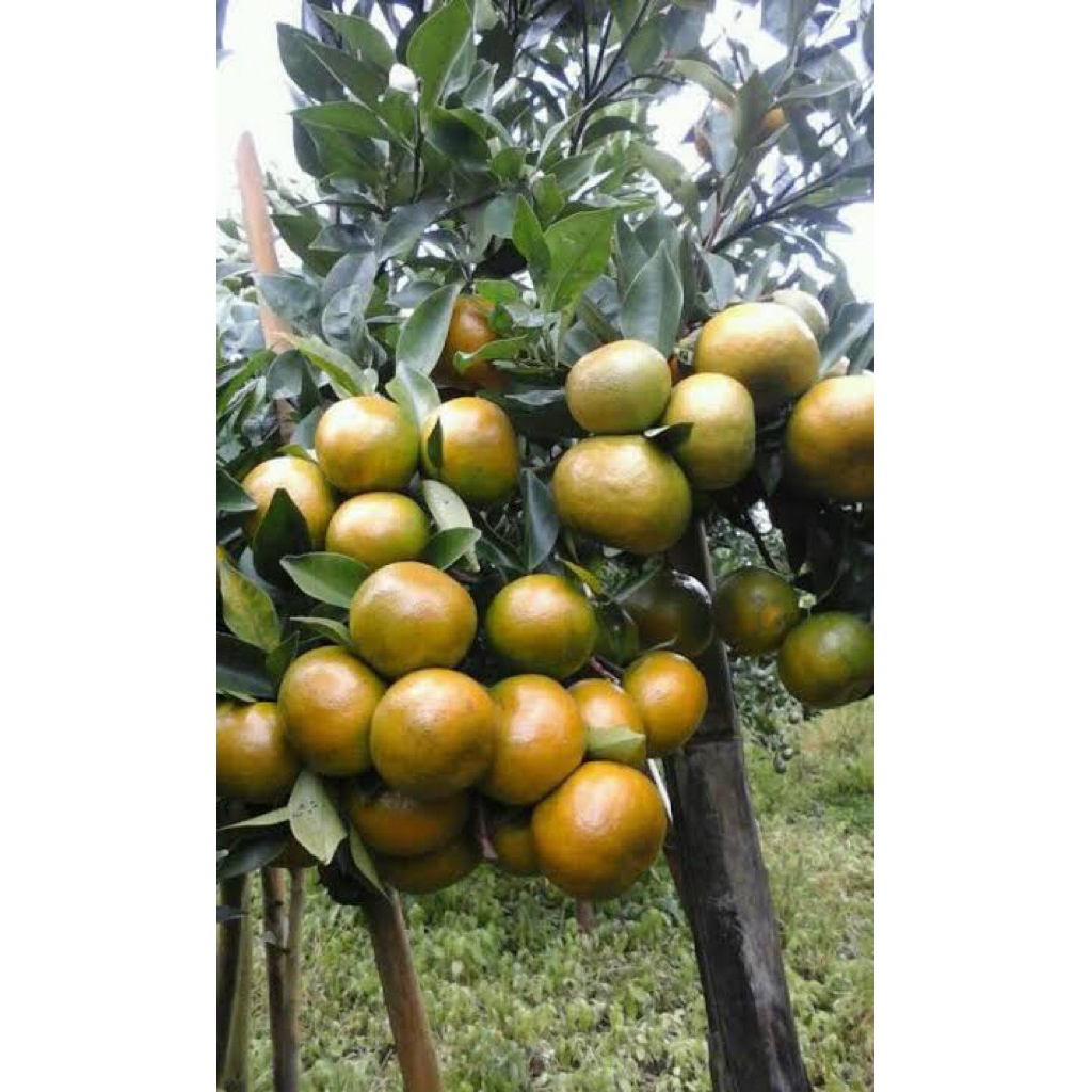 

bibit jeruk siem kondisi sudah berbuah