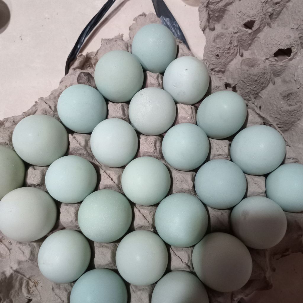 

Telur asin matang siap makan enak masir bergizi ukuran besar AB isi 10 butir