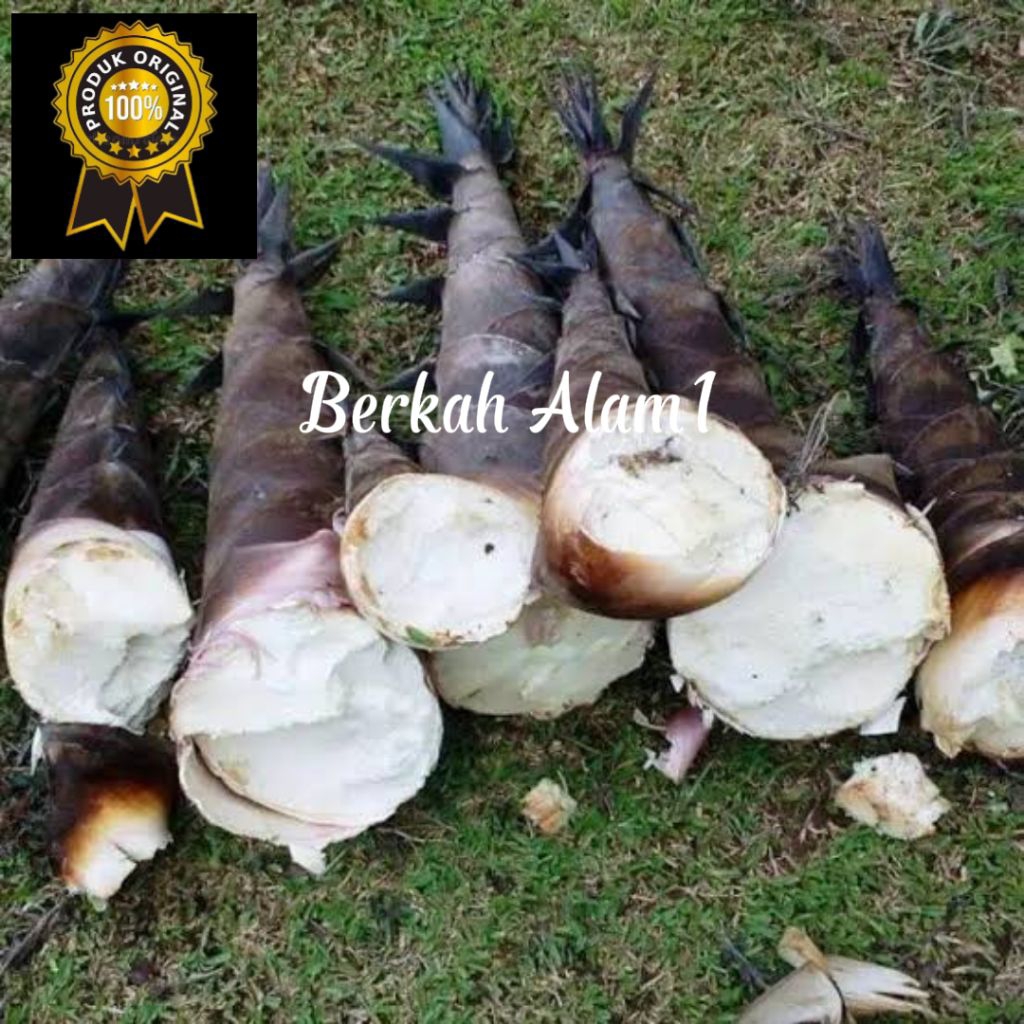 

Rebung bambu muda segar 1kg sayur belum kupas utuh baru di petik