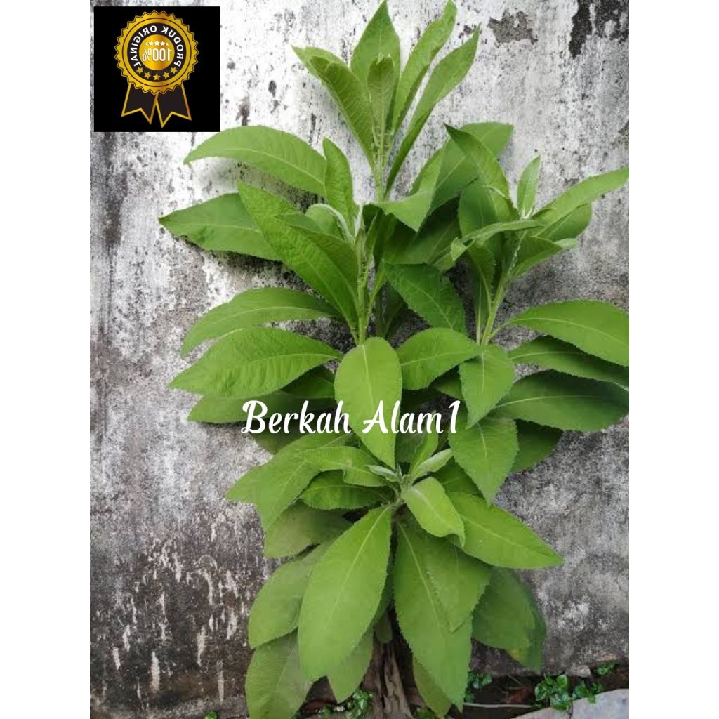 

Daun sembung segar 500gram fresh