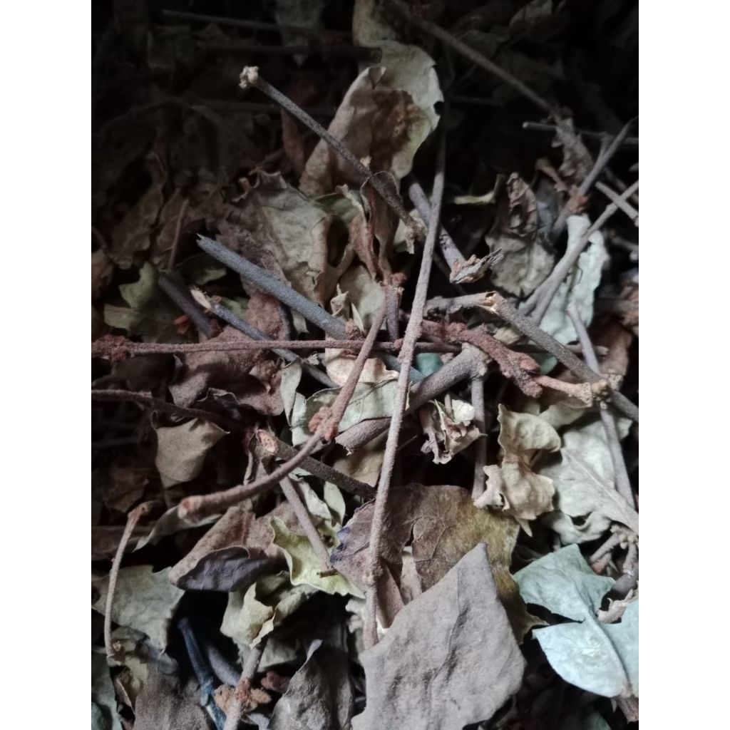 

Flash sale benalu kopi asli 160gram kualitas no 2. Warna lebih gelap karena faktor kelembaban cuaca saat mengangin-anginkan. Khasiat obat sama dengan kualiatas no 1