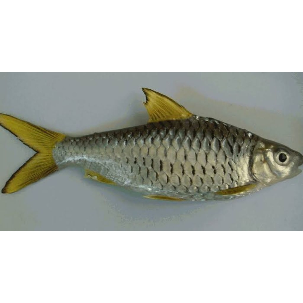 Pajangan Wader Sirip Kuning/Kepek/keprek