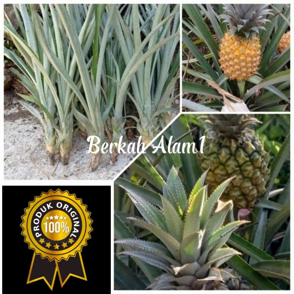 

promo Bibit nanas madu pemalang