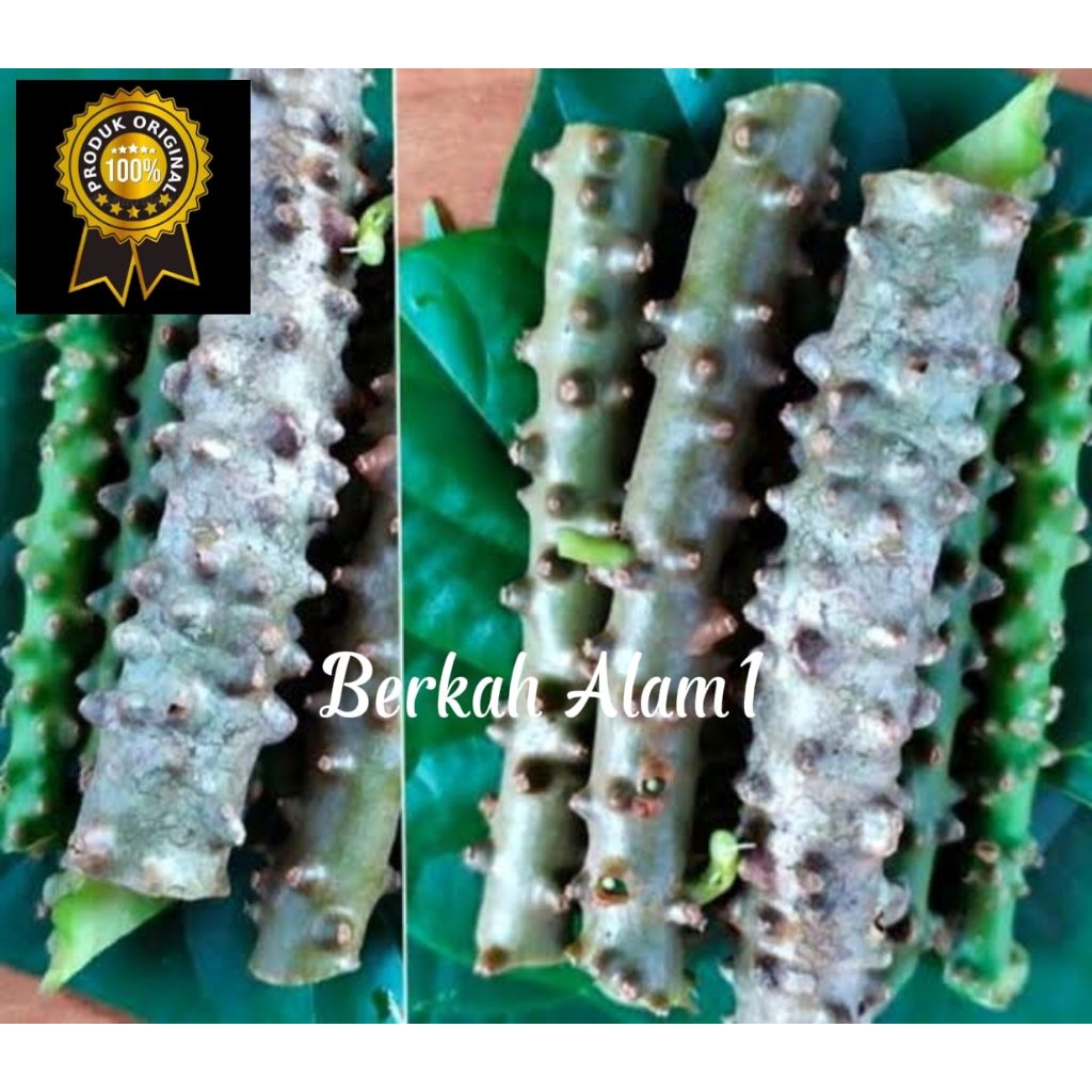 

100% Fresh Akar Batrowali Segar Herbal Sapih ASI / akar batrawali