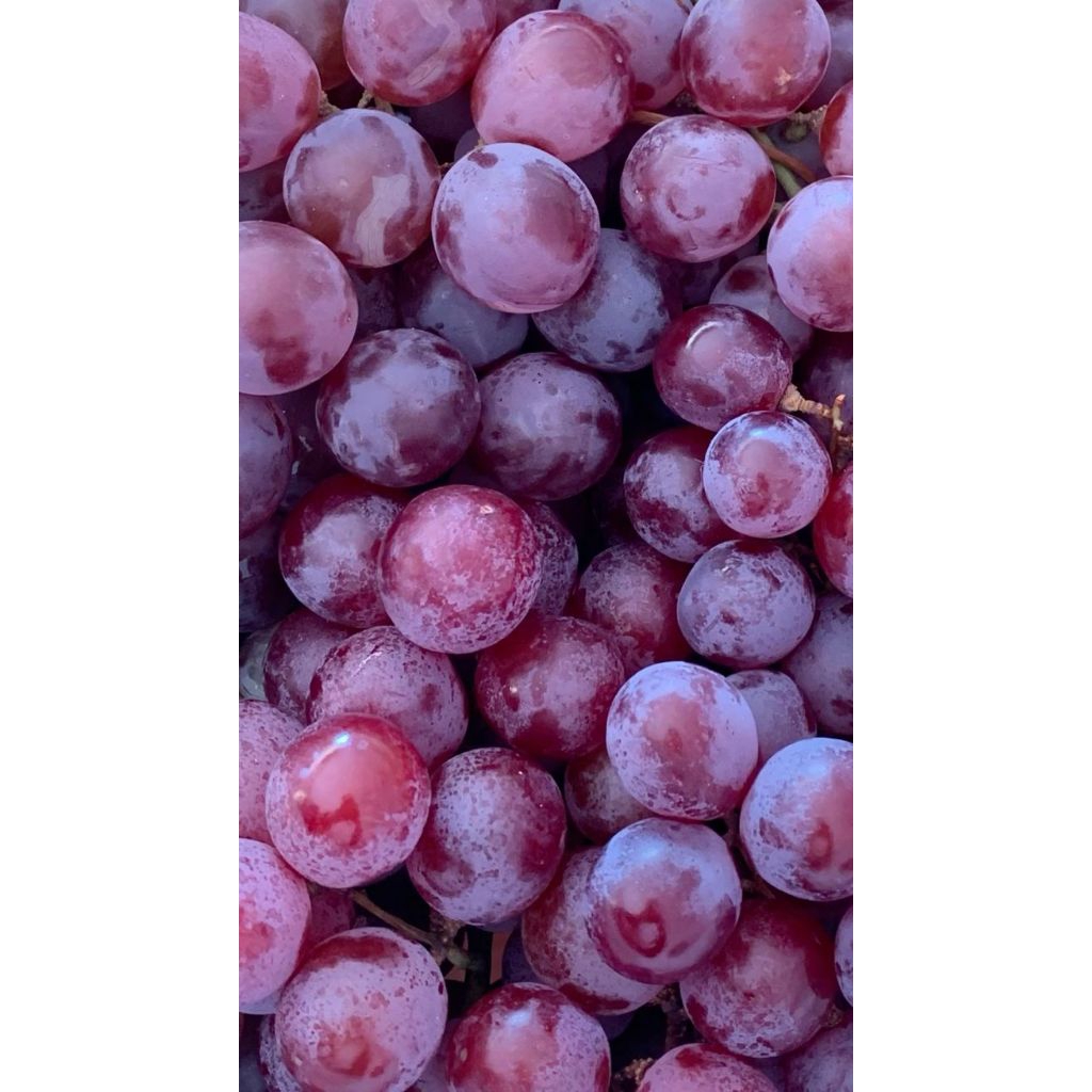 

Buah Anggur Segar 250gr Nikmati Kelezatan Alam!