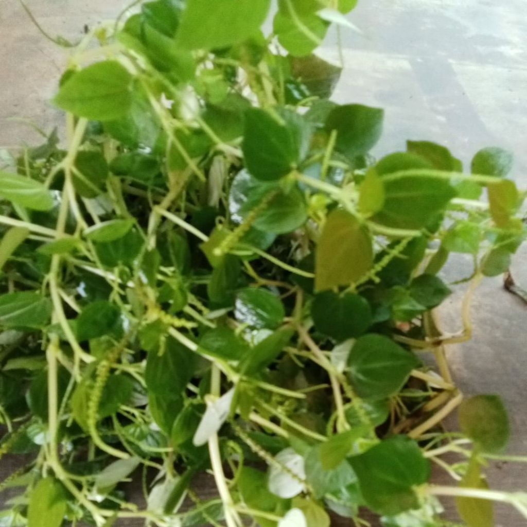 

Daun herbal sirih cina