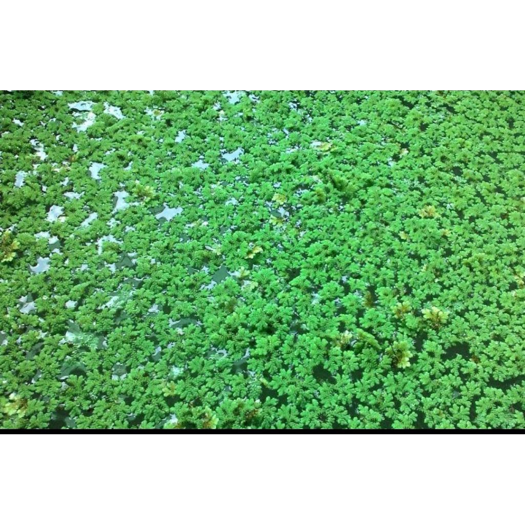 Azolla micrphyla bibit azolla pakan ternak 200grm