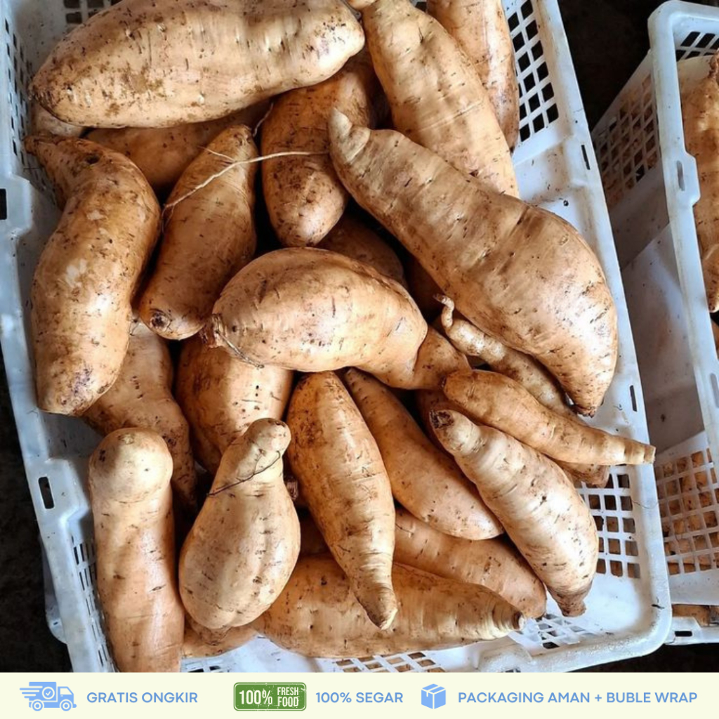 

Ubi Cilembu Mentah Segar 1kg Fresh | Ubi Cilembu Mentah Manis Kualitas Super langsung dari Kebun Fresh Instant