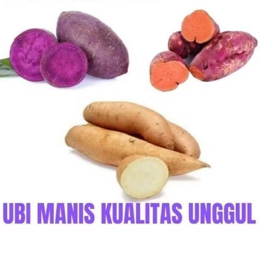

Ubi madu cilembu / ubi ungu / ubi merah (segar fresh)