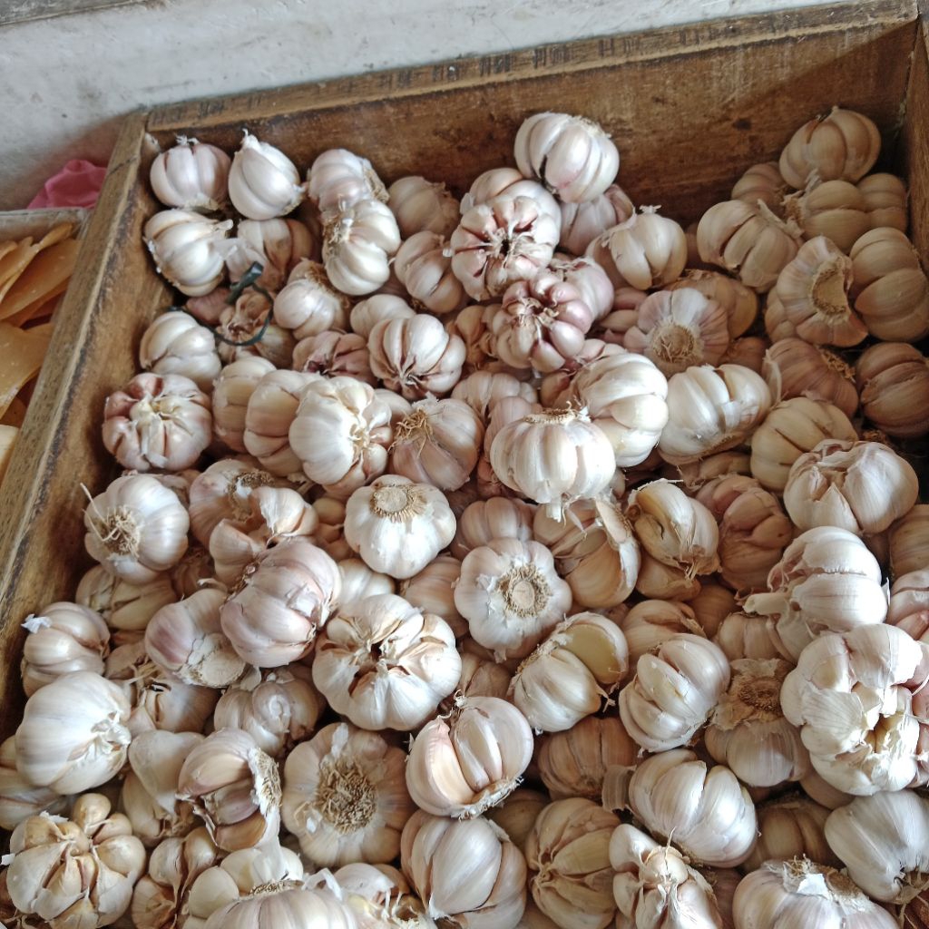 

promo bawang putih 1kg kualitas terbaik