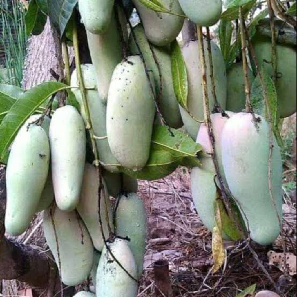 bibit mangga kondisi sudah berbuah