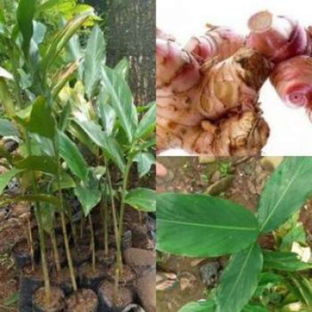 

bibit lengkuas merah super