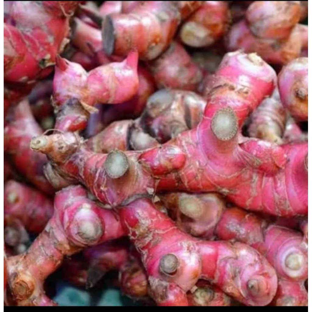 

Laos mera/lengkuas merah/laja merah fresh 1kg