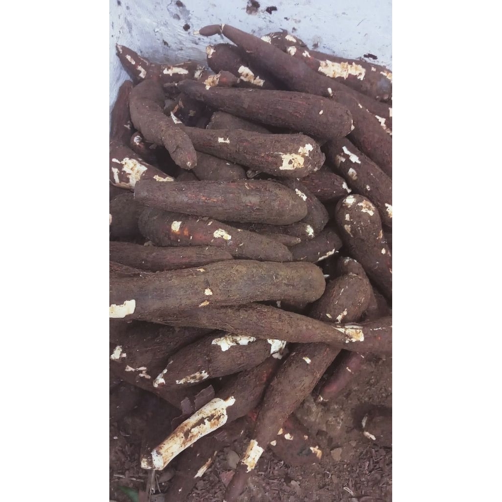 

singkong pulen fresh