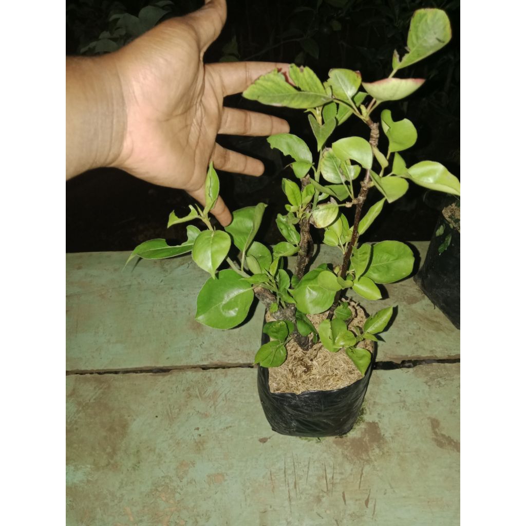 

pear madu kondisi siap bungga/buah hasil cangkok super premium