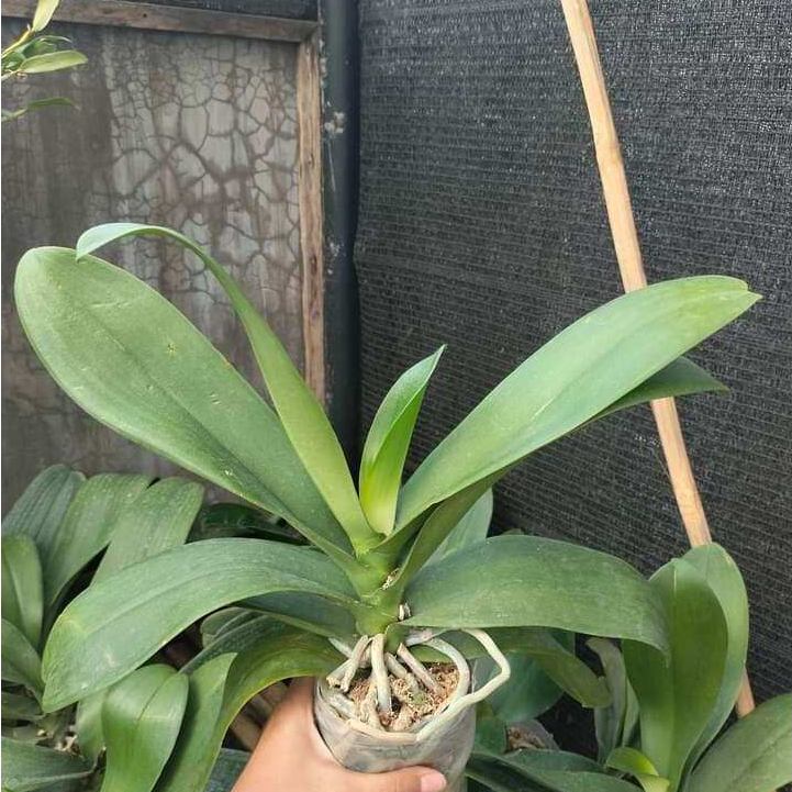 PROMO anggrek bulan pasca dewasa siap berbunga