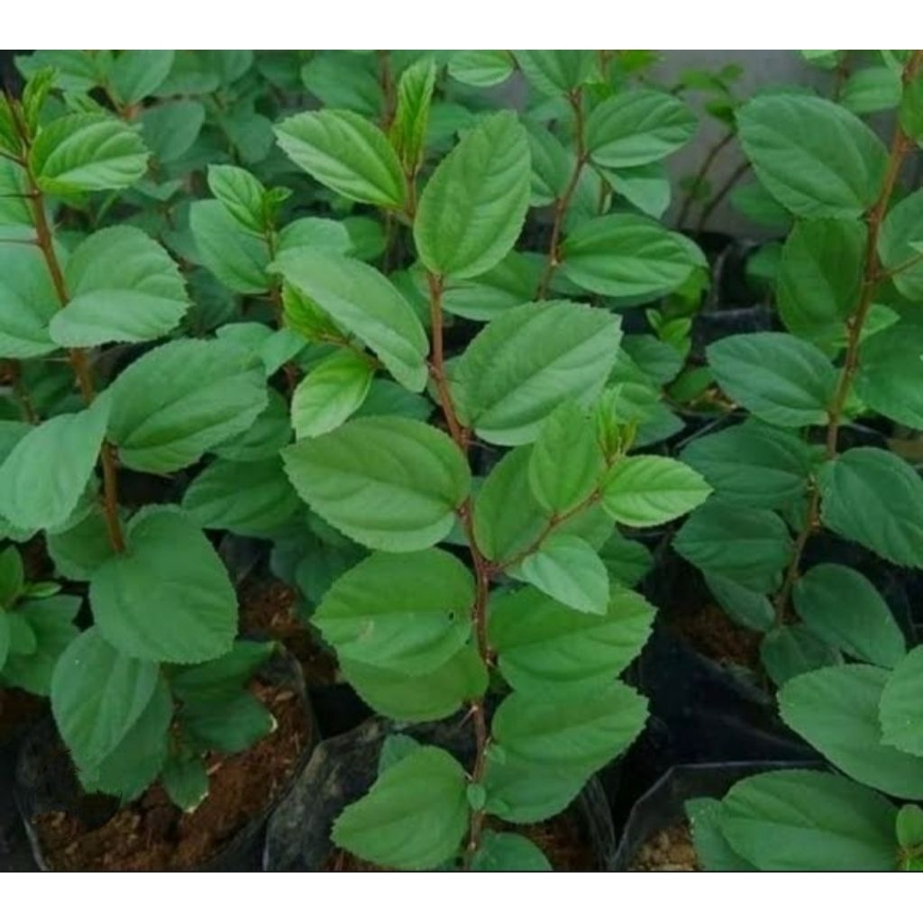 bibit bidara arab asli bibit bidara arab