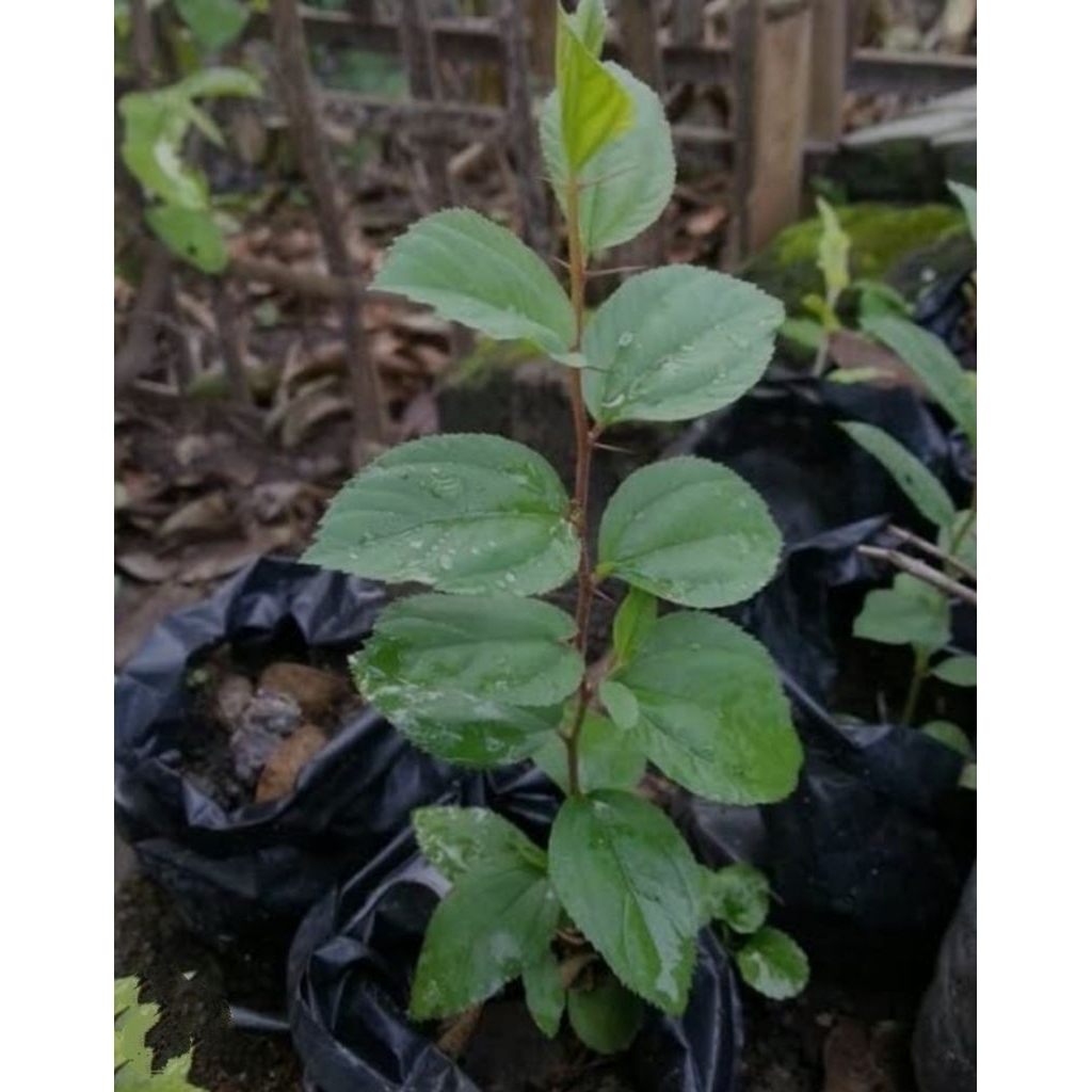 paket 5 bibit bidara arab bibit bidara arab asli mantap