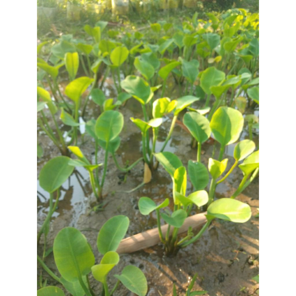 

genjer segar perikat