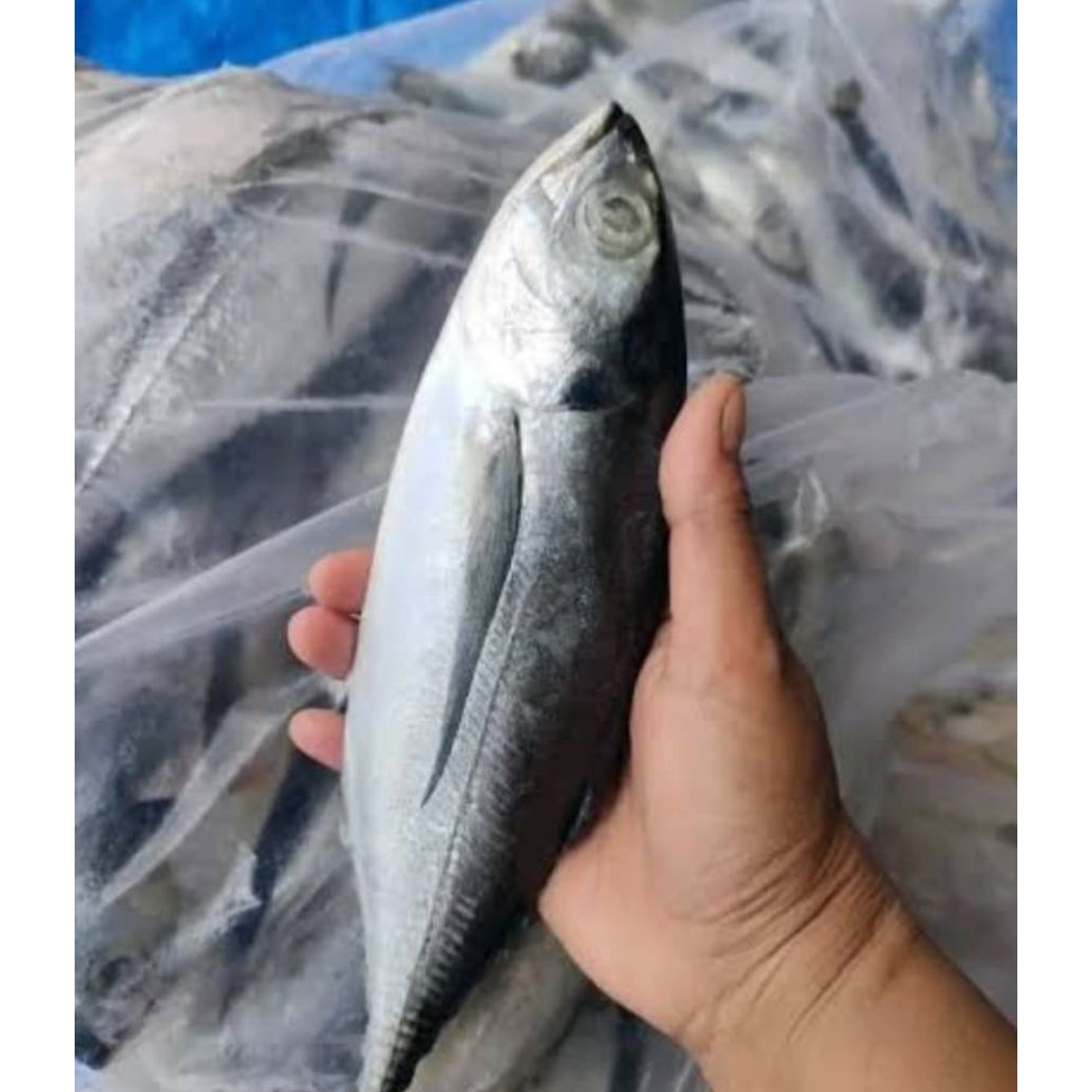 

Ikan teros/kacangan 1000 gram