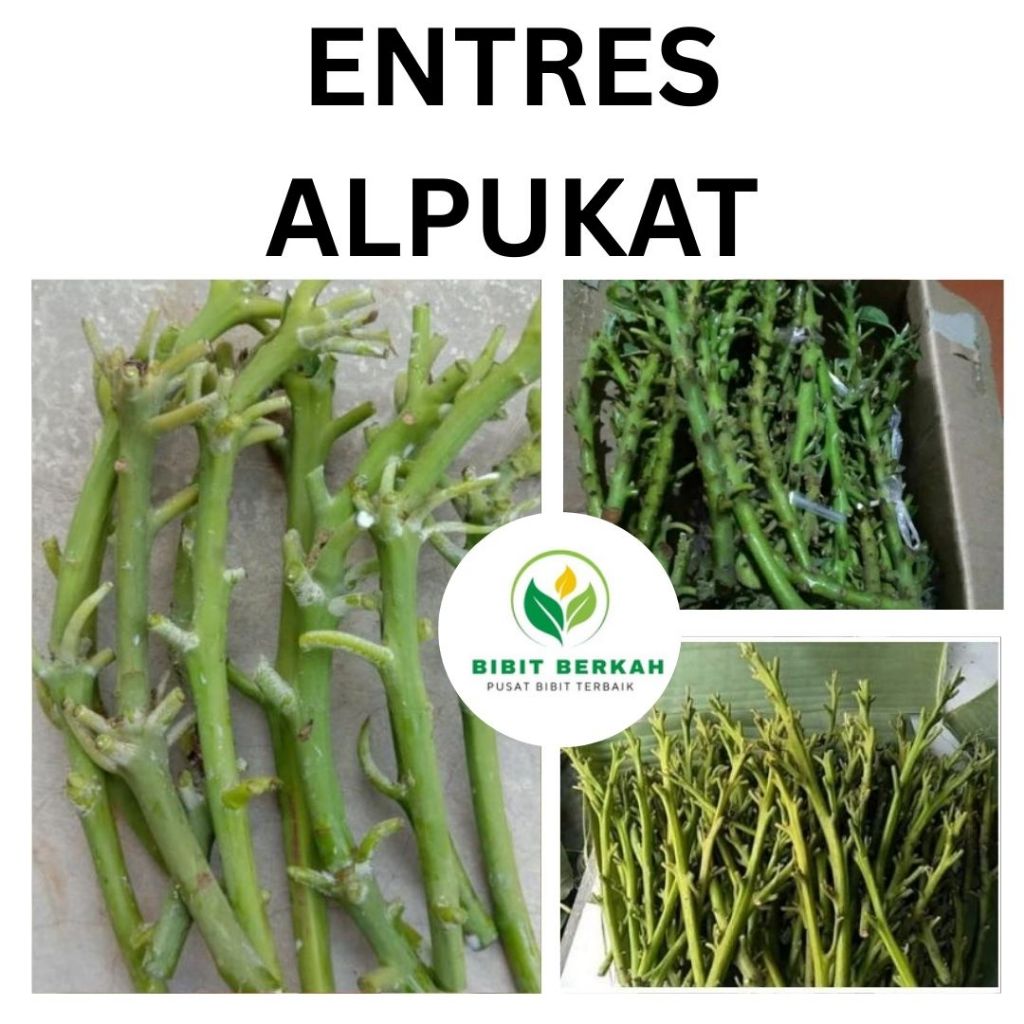 Entres Alpukat Unggul Berbagai Jenis Siap Sambung