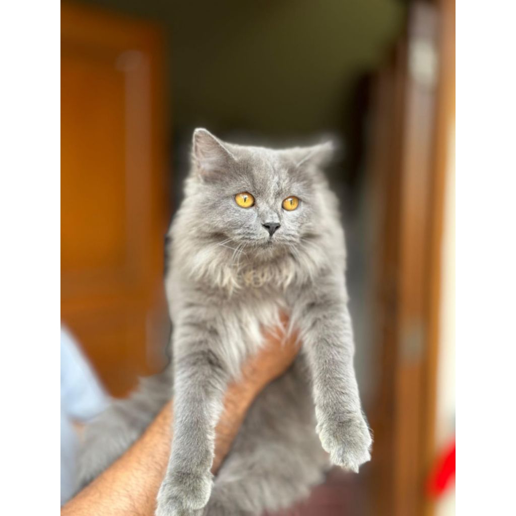 mainecoon jantan super grey solid