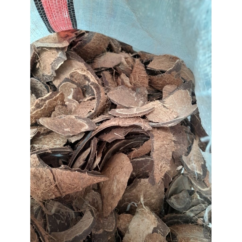 coconut shell batok tempurung kelapa kering cacah