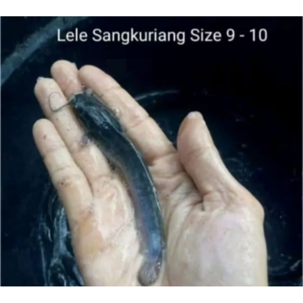 bibit Lele sangkuriang 100 ekor uk 9-10
