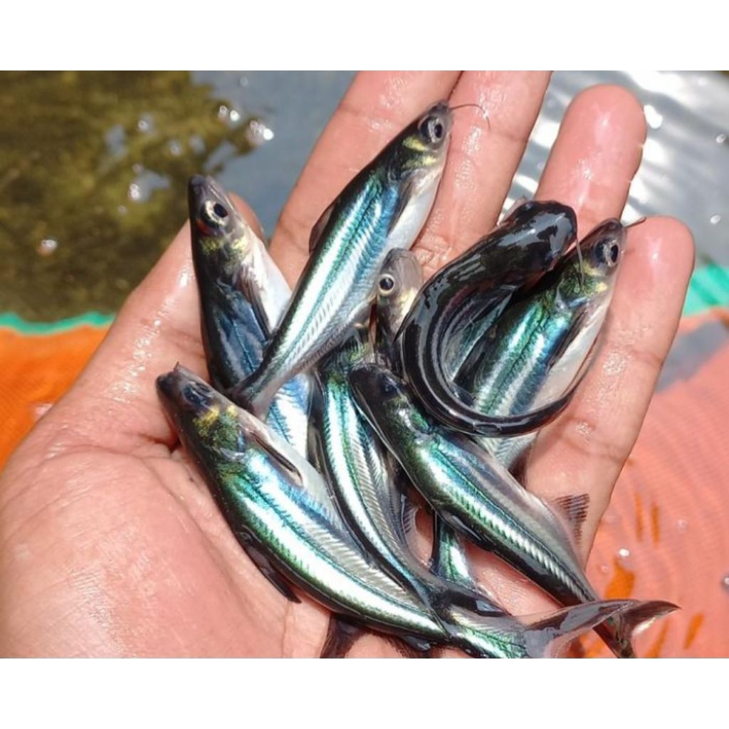 bibit ikan patin 1000 ekor