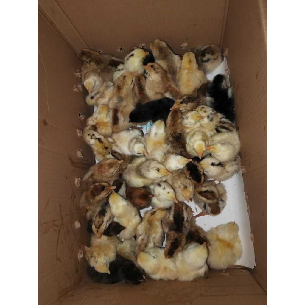 Doc Ayam ELBA Petelur Sudah Vaksin DOC Ayam Kampung Unggulan Elba Umur 1-2 Minggu