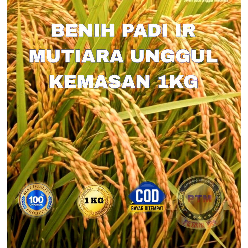 BENIH PADI IR MUTIARA UNGGUL KEMASAN 1KG