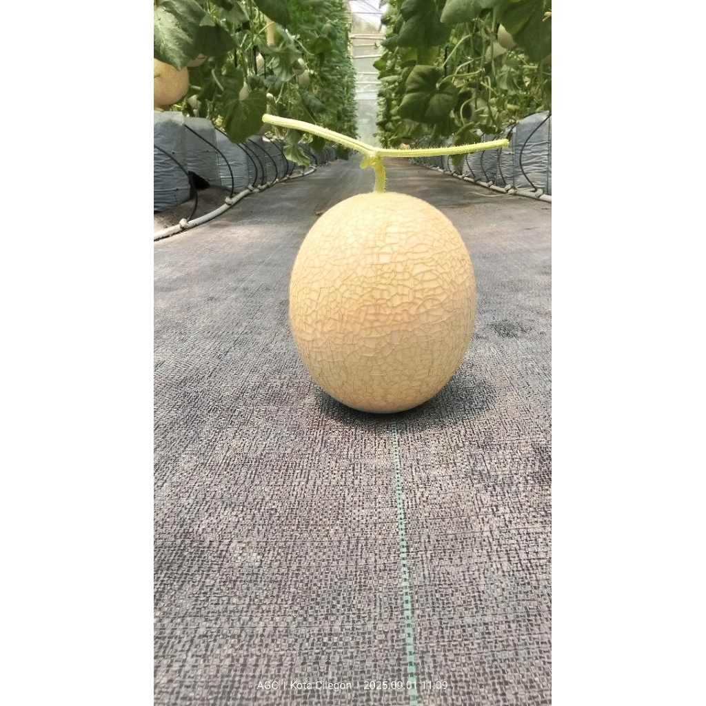 

melon sweetnet8 size 1kg