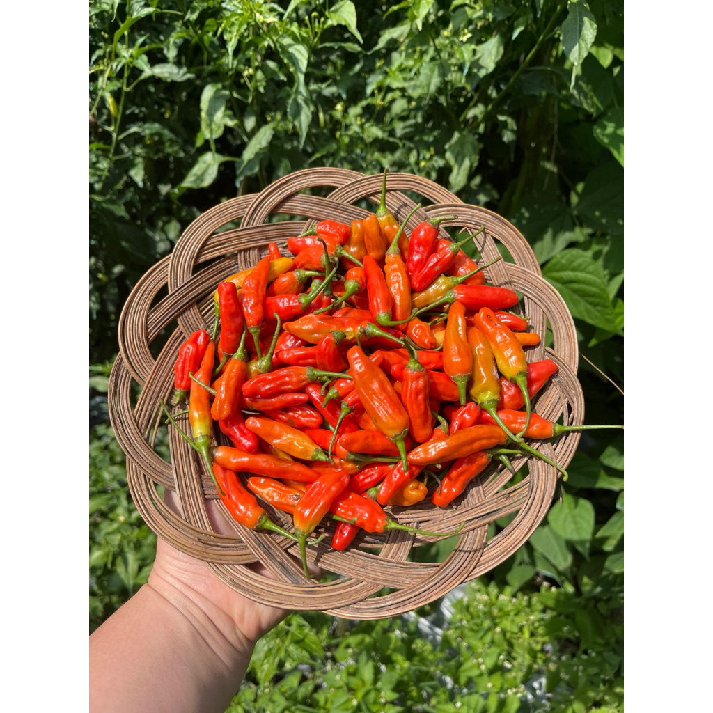 

Cabe Rawit / Cengek Domba / Cabe Setan 250gr