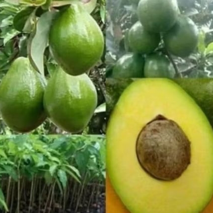 bibit buah alpukat miki siap berbuah