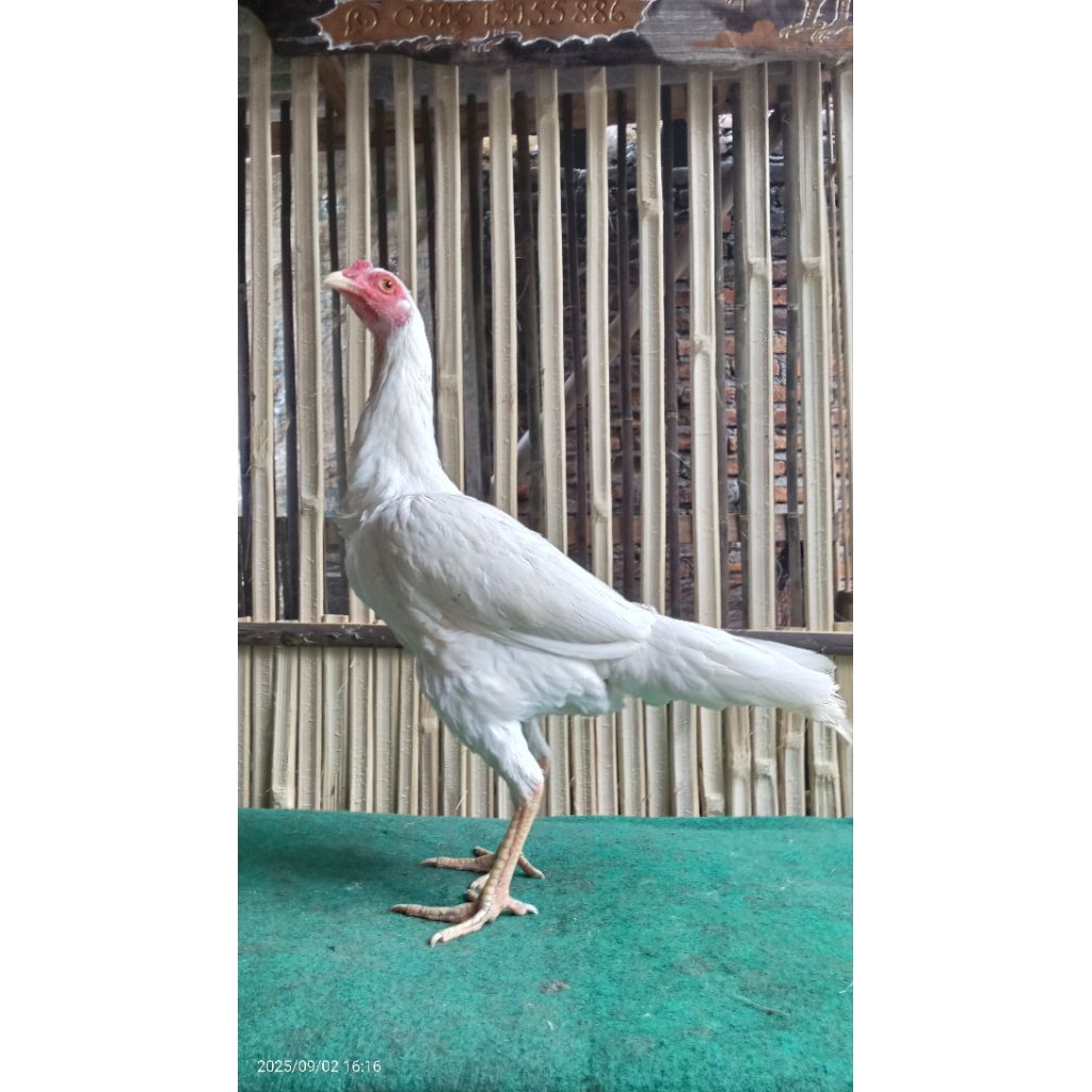 Pakhoy White King Biang Siapan