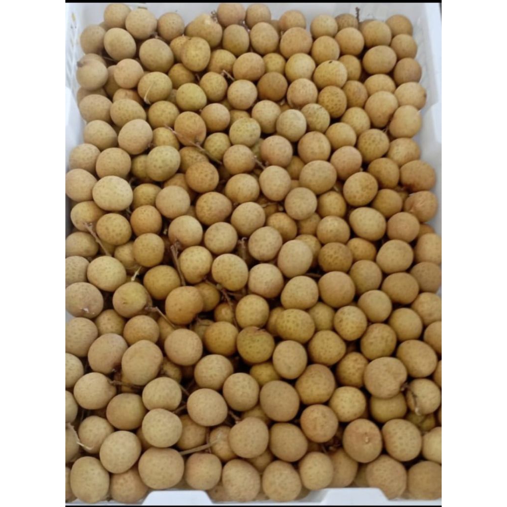 

kelengkeng khusus semarang mohon baca keterangan