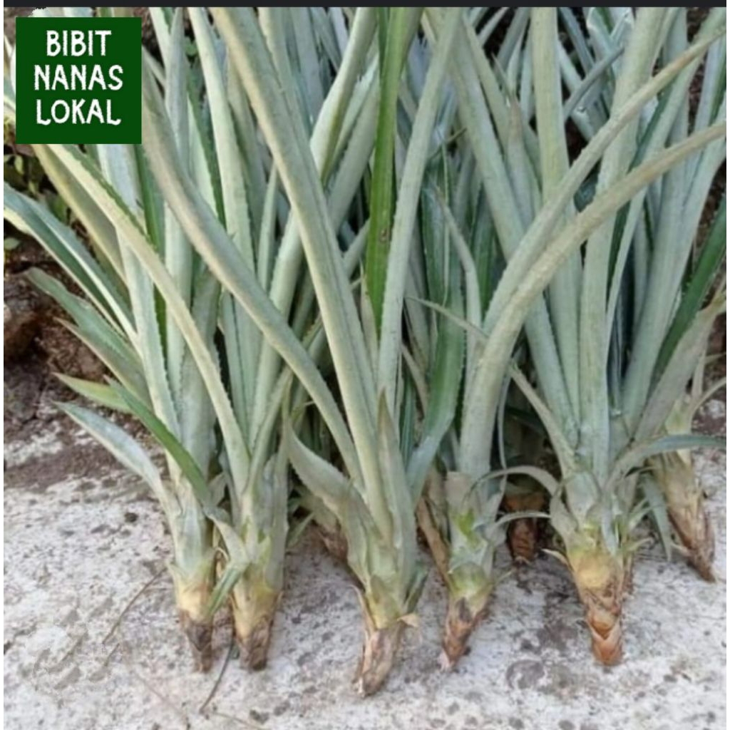 BIBIT NANAS ANAKAN , BIBIT NANAS LOKAL , NANAS TUNAS BATANG