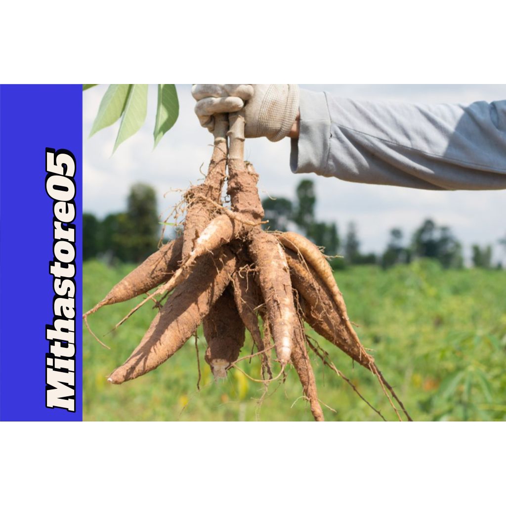 

Umbi Singkong Pulen Bersih Fresh Siap Olah