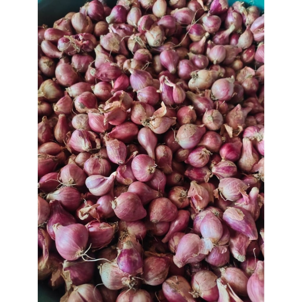 

PROMO Termurah_Bawang Merah