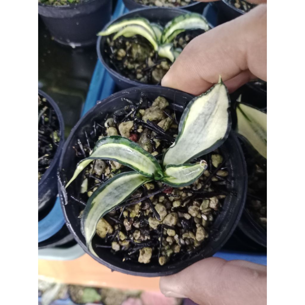 sansevieria golden wendys variegata / lidah mertua