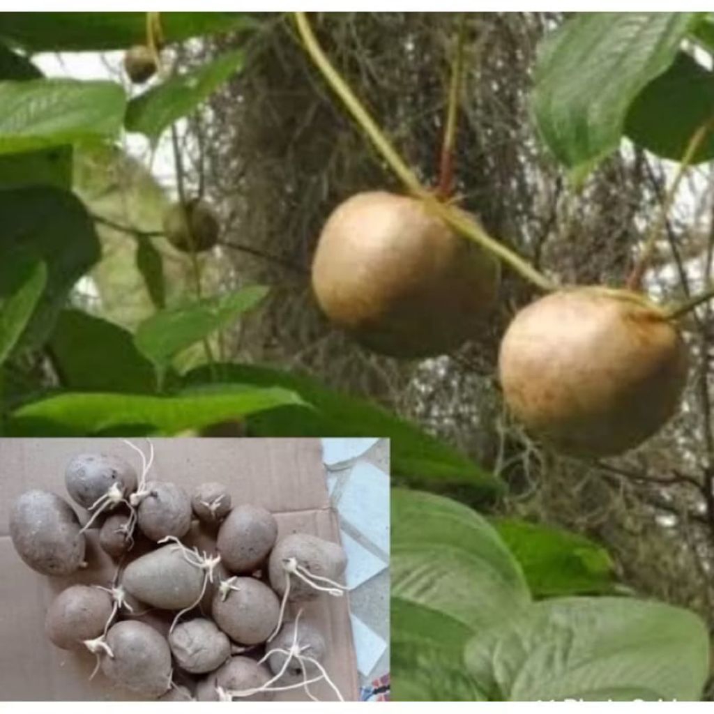 

kentang gantung khusus bibit isi 2