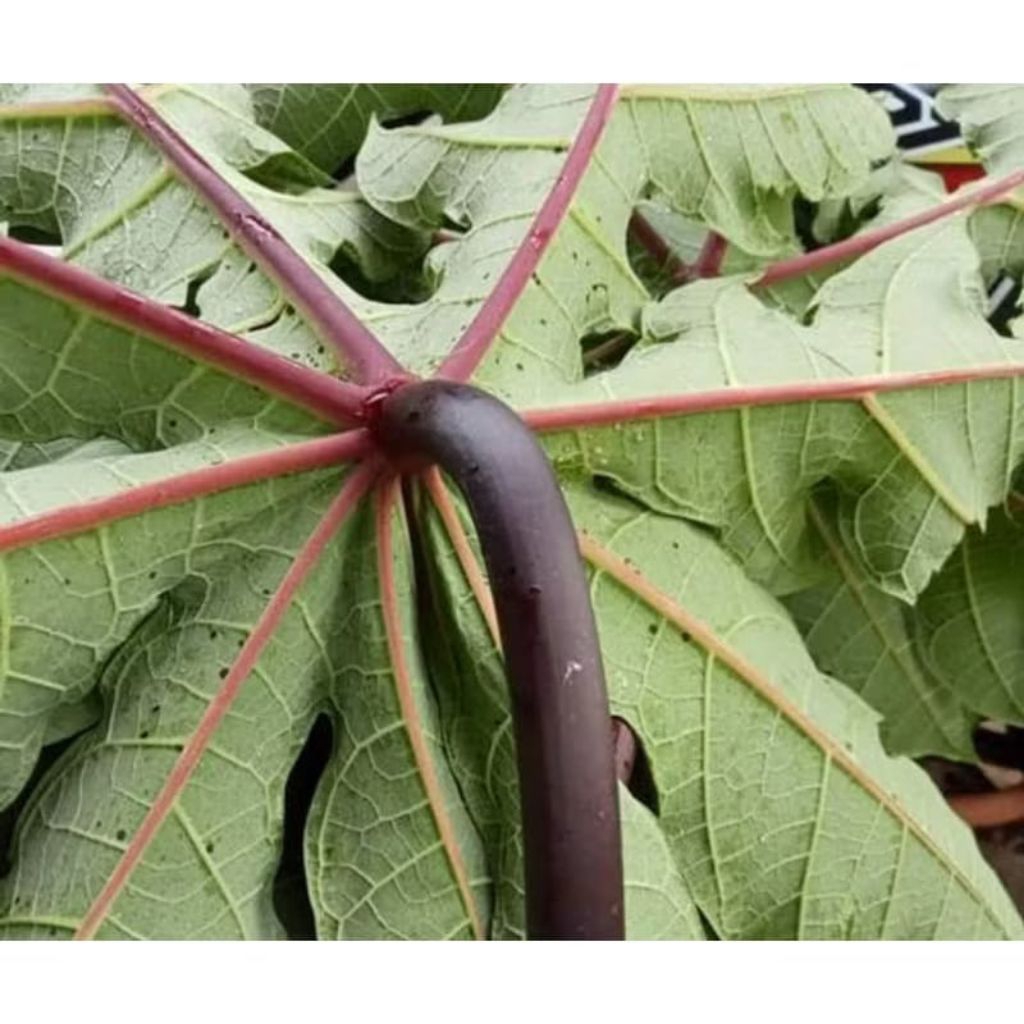 

Daun pepaya ungu 1kg petik langsung fresh