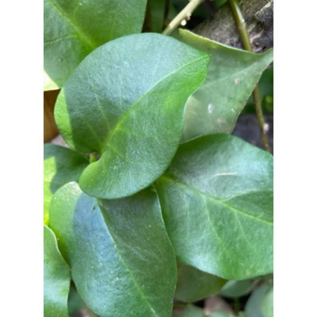 

Daun binahong segar petik langsung fresh 500 gran