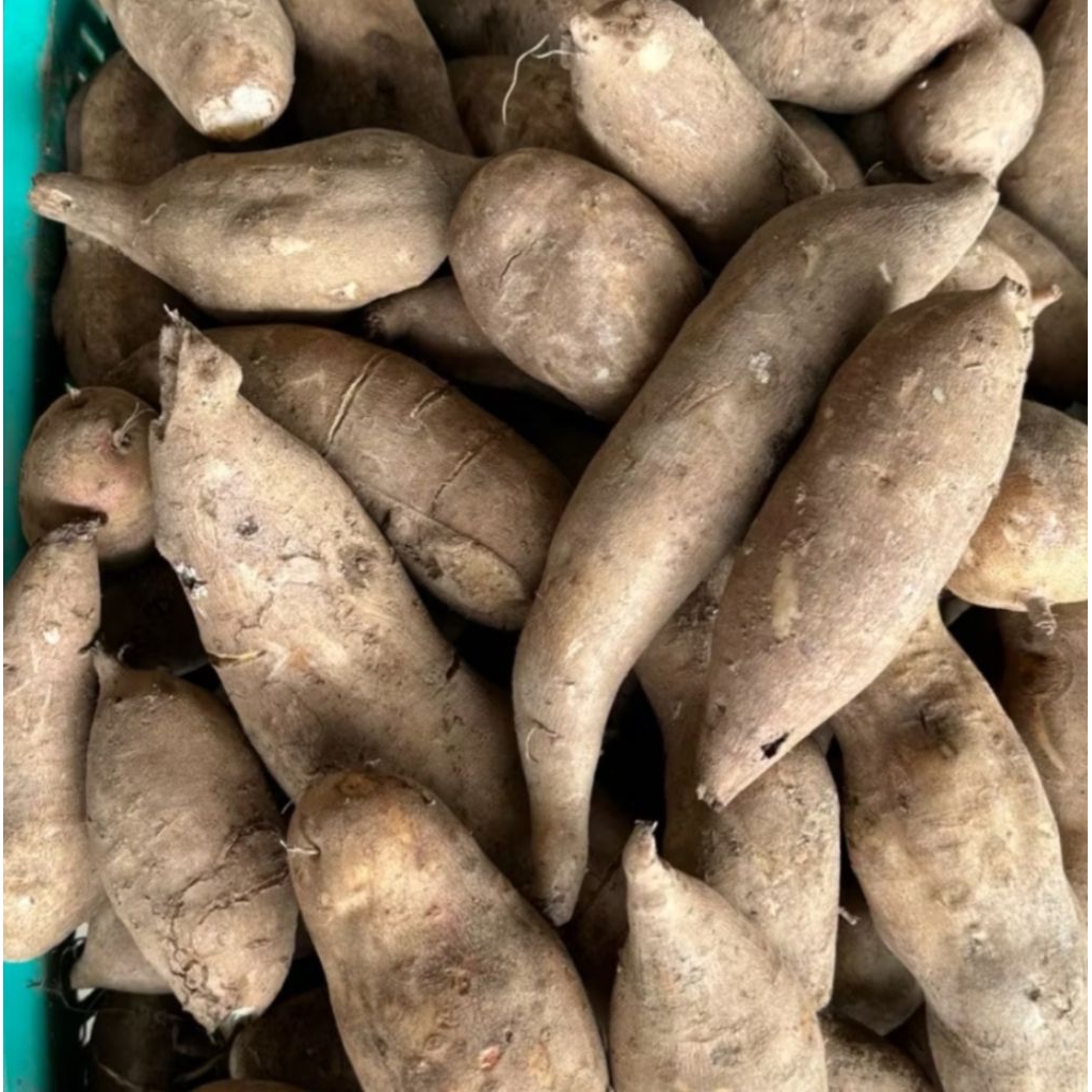 

Ubi Yakon Mini Asli Wonosobo 500 gram manis segar