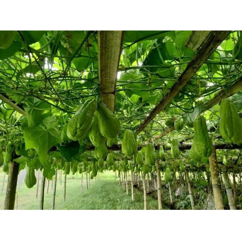 

labu Siam besar masih fres dan segar langsung di petik dari ladang