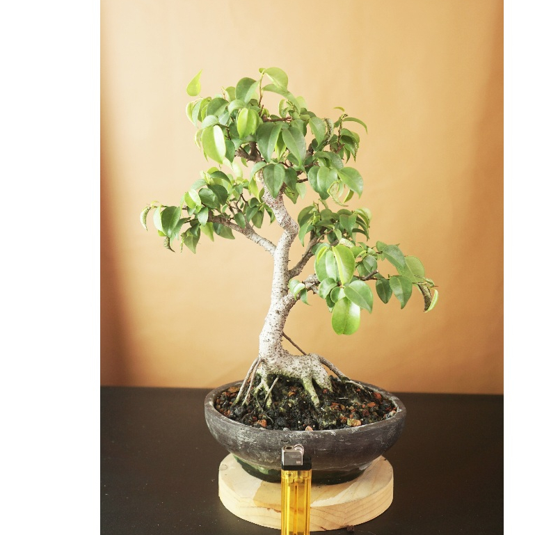 Bonsai Bahan Beringin Benjamina Siap Pajang.